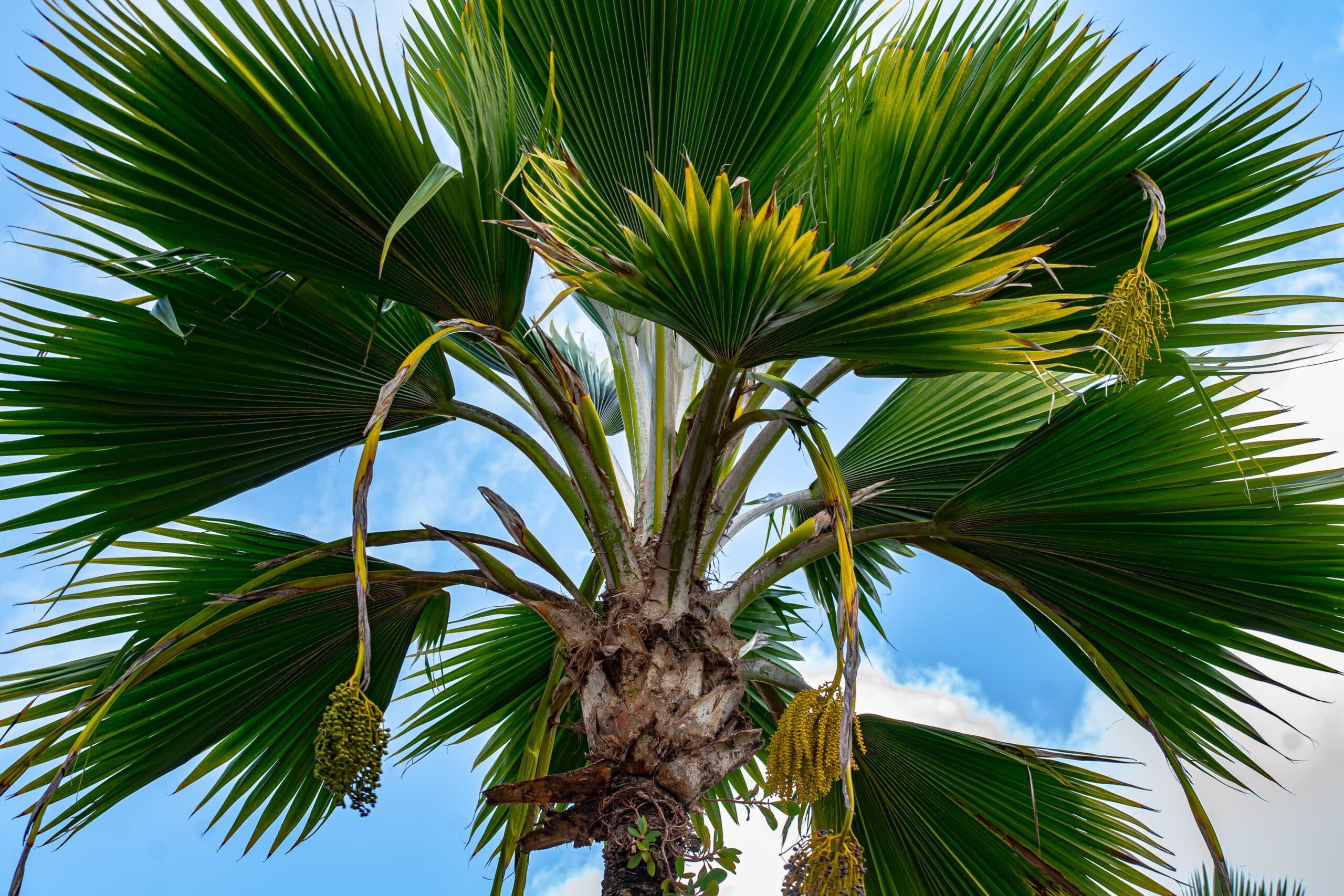Palm tree Loulu (Pritchardia pacifica) on the Hawaiian island of Oahu.