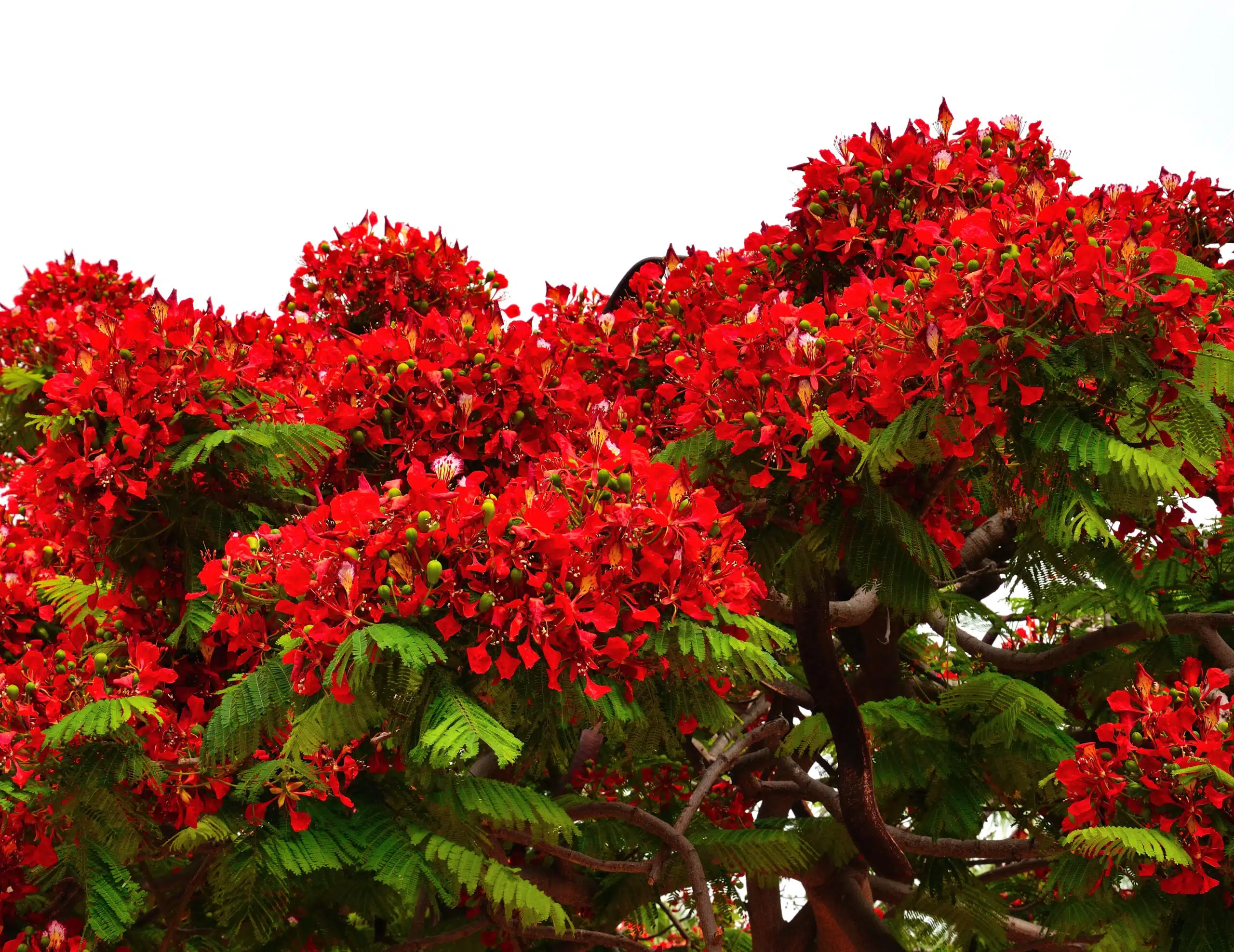 A beautiful Royal Poinciana tree with splendid clusters of vibrant red flowers in Honolulu, Oahu, Hawaii.