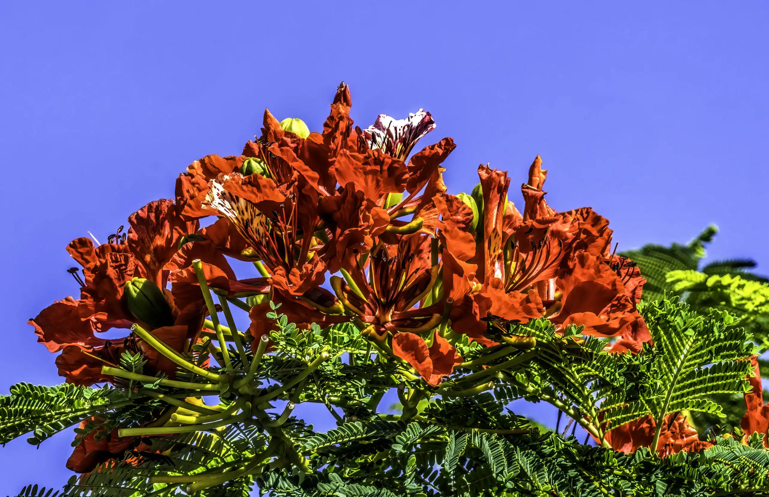 Red Flame Tree (Delonix regia), also known as Royal Poinciana, has green leaves and is found in Honolulu, Oahu, Hawaii.