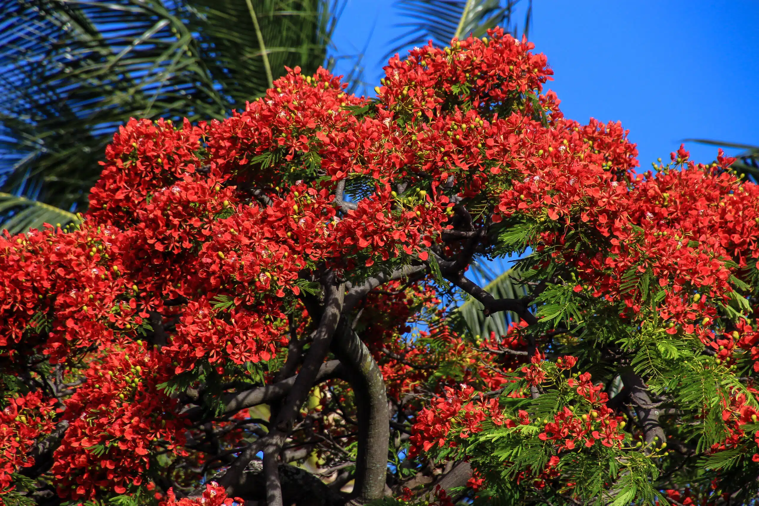 Royal Poinciana tree against a deep blue sky in Honolulu, Oahu, Hawaii.