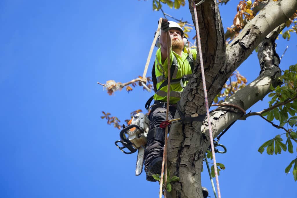 Tree Care.