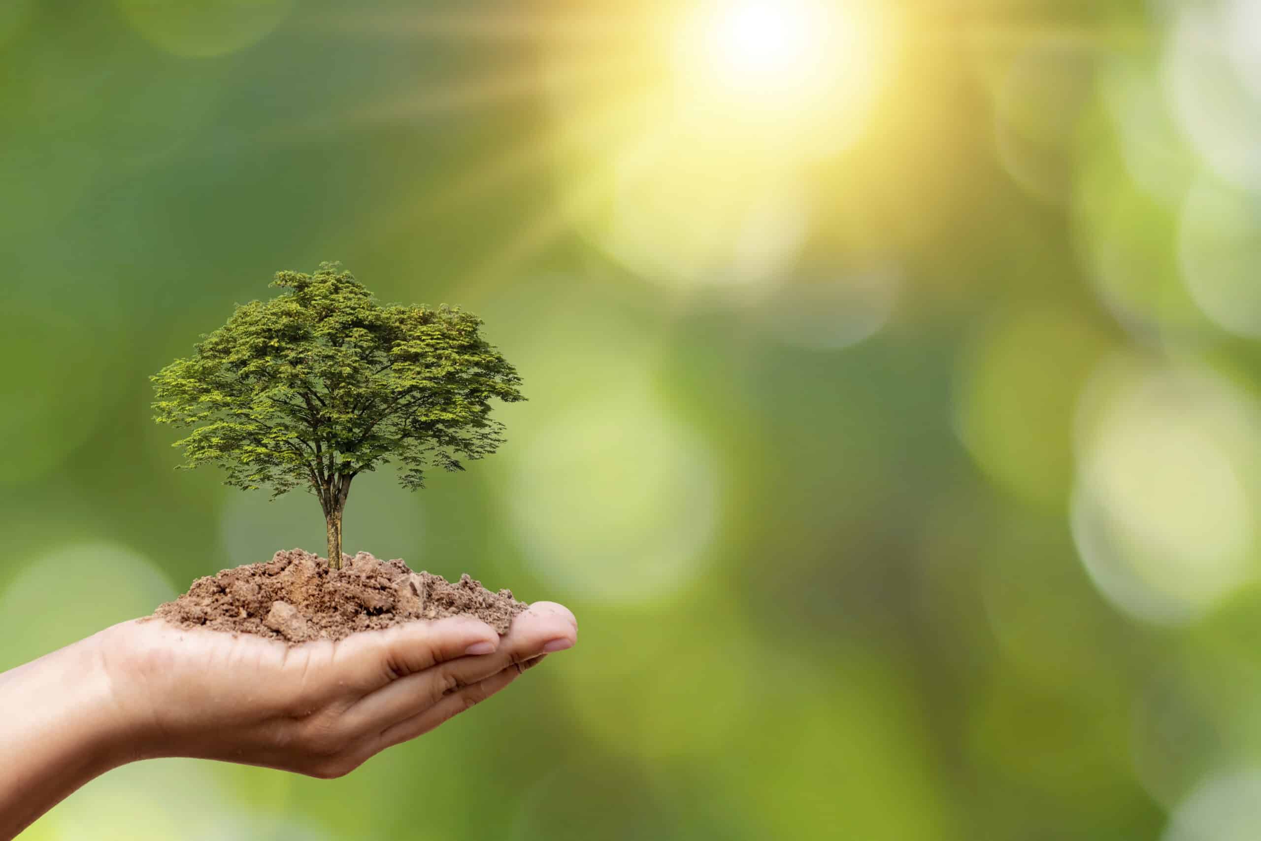 Tree planting, tree health, and tree care, plant growth and environmental protection.
