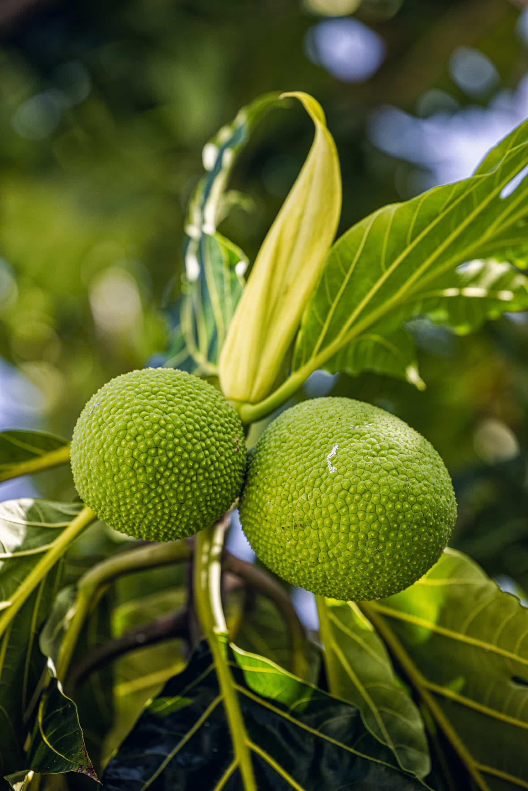 'Ulu – Artocarpus altilis – Breadfruit Tree.