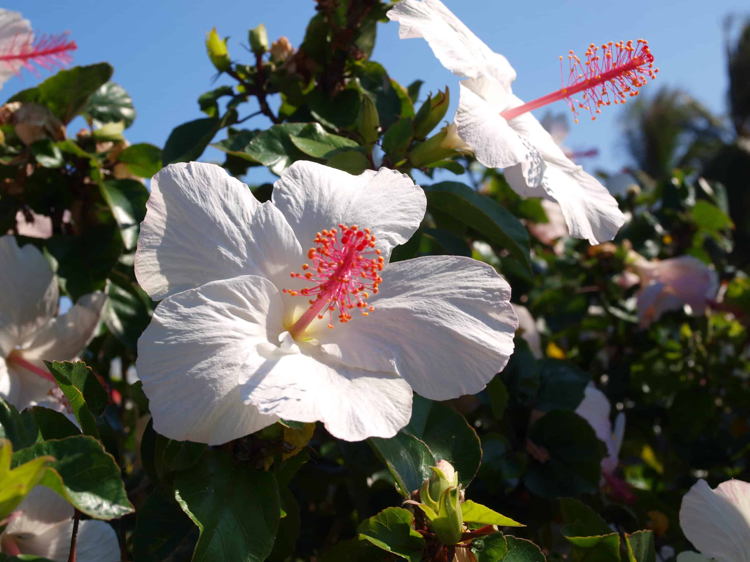 Koki'o ke'oke'o - White Hibiscus arnottianus Flower Originating in Hawaii.