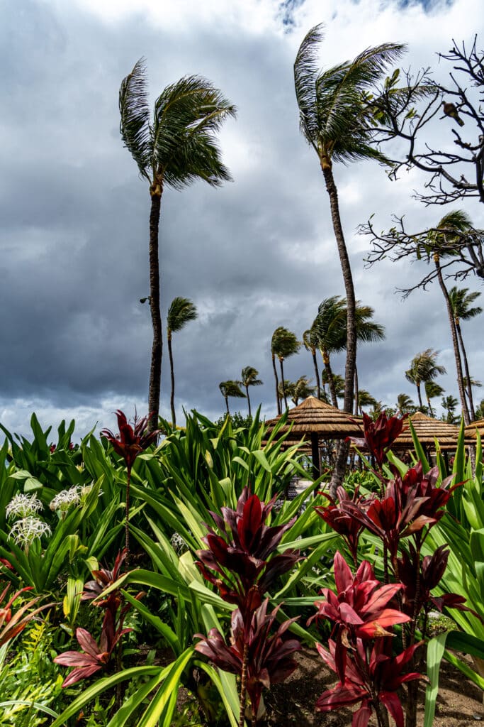 emergency tree services in oahu