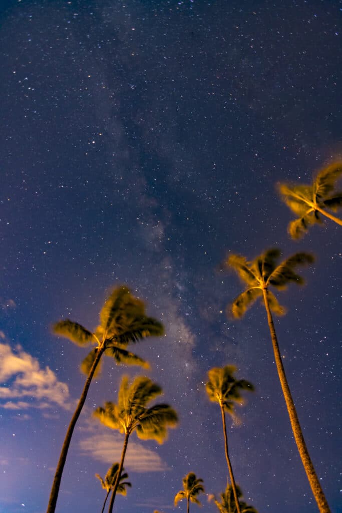 emergency tree services in honolulu