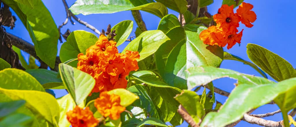 ornamental tree