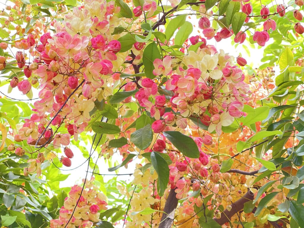 Rainbow Shower Tree
