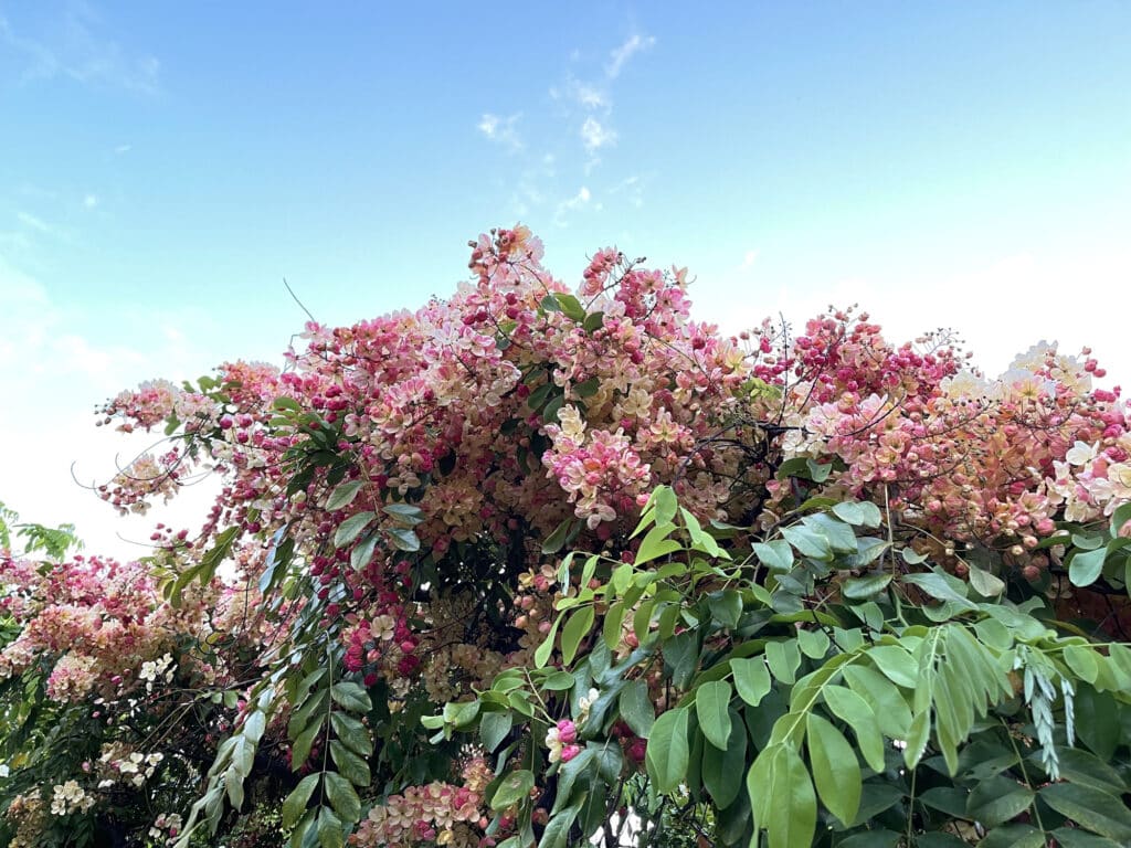 Rainbow Shower Tree