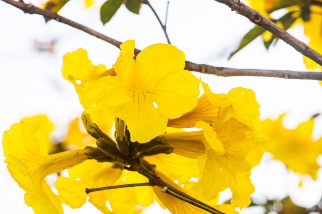Golden Trumpet Tree