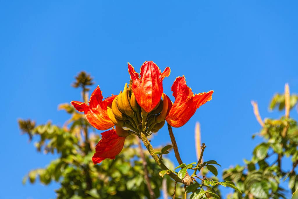 African Tulip Tree