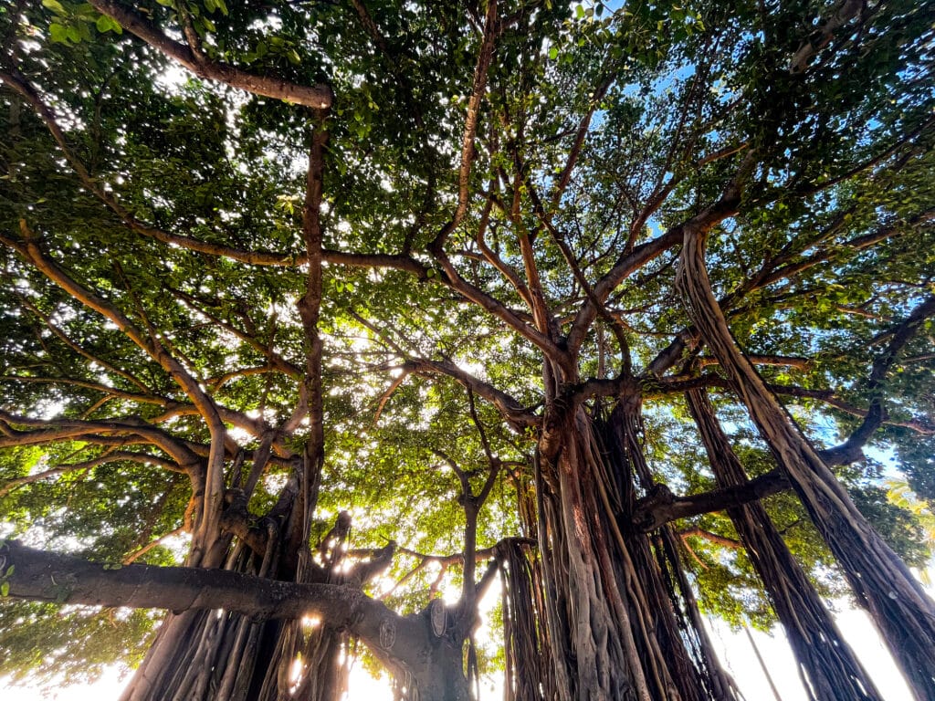 Indian Banyan