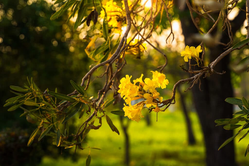 Golden Trumpet Tree