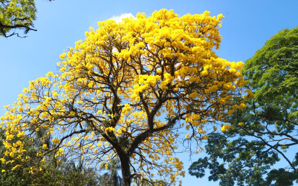 Golden Trumpet Tree