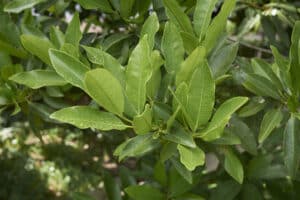 Allspice Tree – Pimenta dioica
