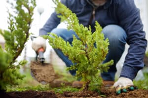 Ornamental Trees, Gardener planting juniper plants in the yard.
