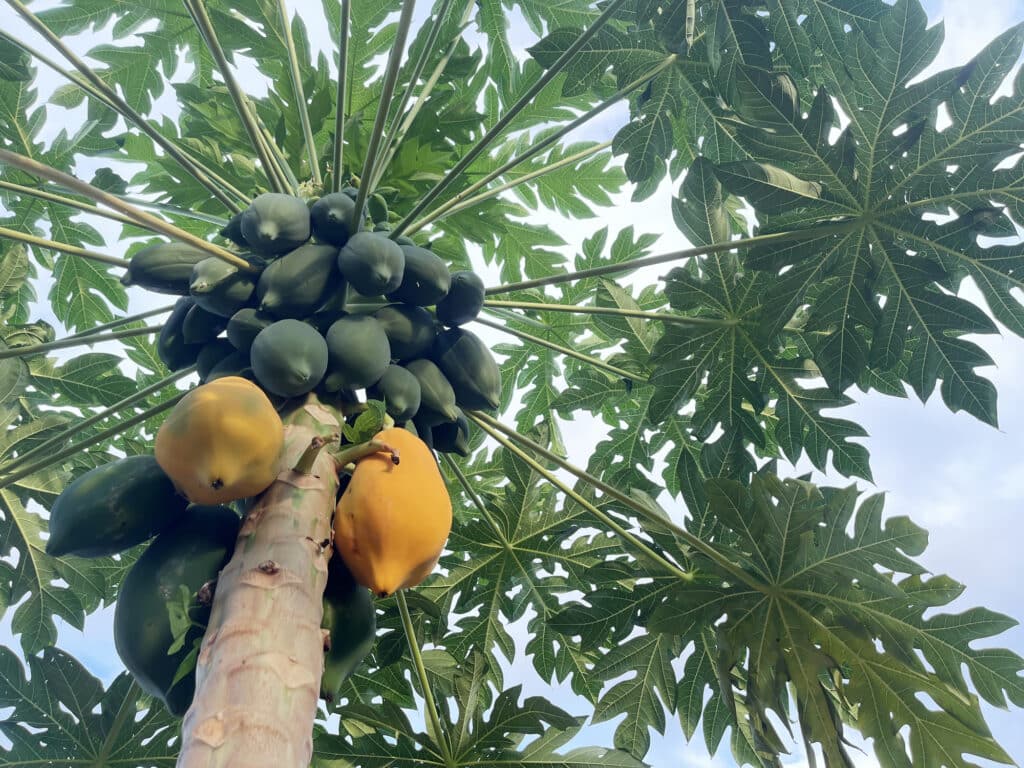 Papaya – Carica papaya 