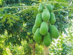 Papaya – Carica papaya 