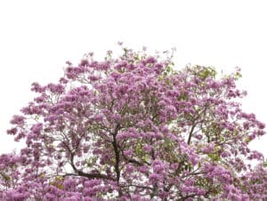 Pink Tecoma – Tabebuia rosea