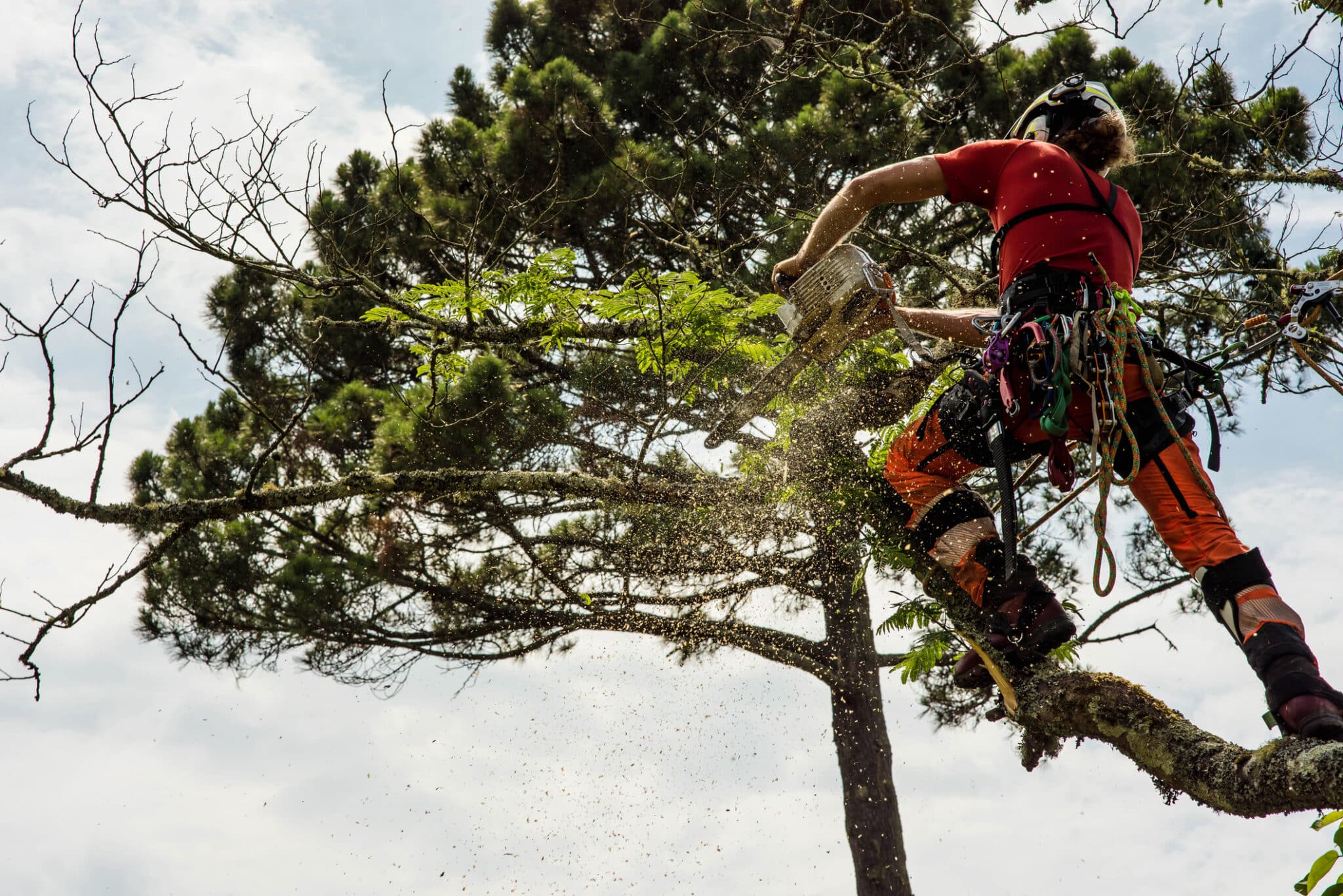 Tree Pruning