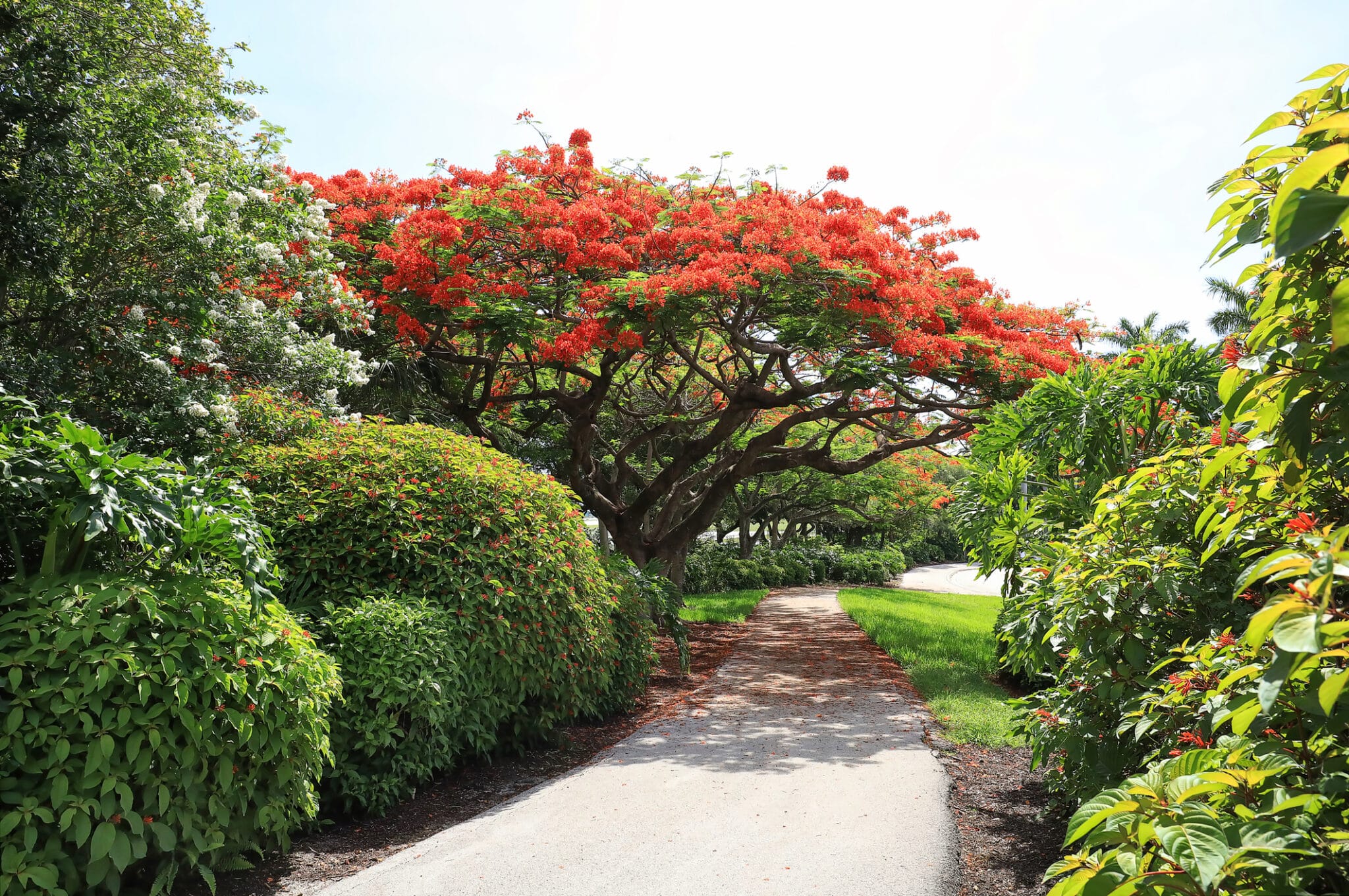 Ornamental Trees