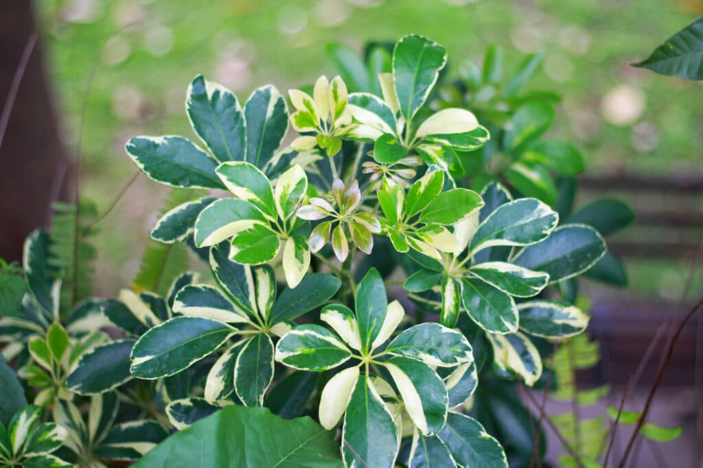 Umbrella Tree – Schefflera Actinophylla