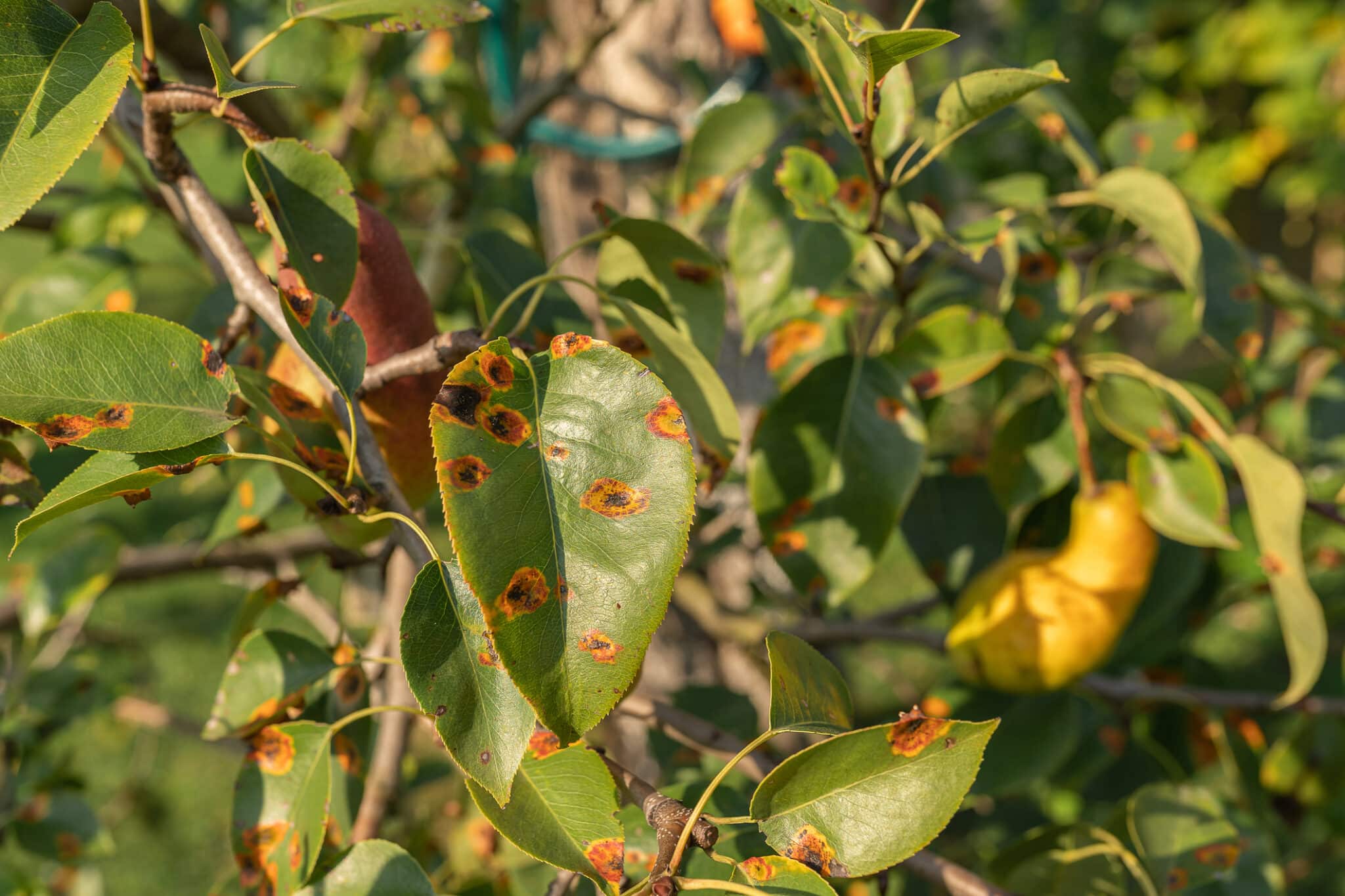Tree Diseases