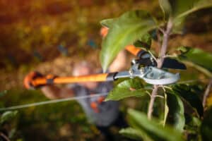 Tree Pruning, Gardening