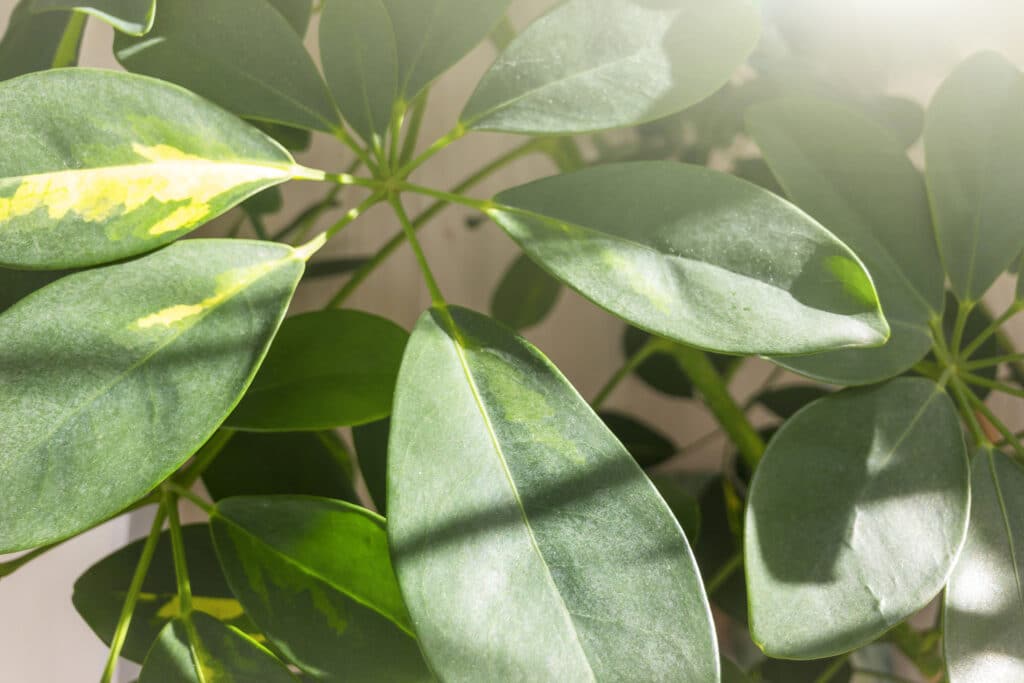 Umbrella Tree – Schefflera Actinophylla