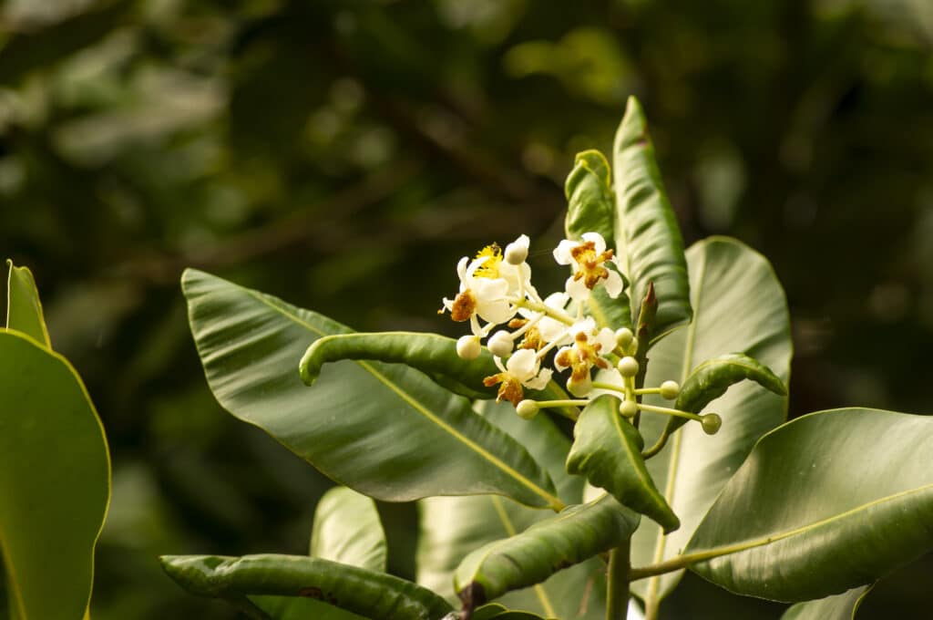 Alexandrian Laurel