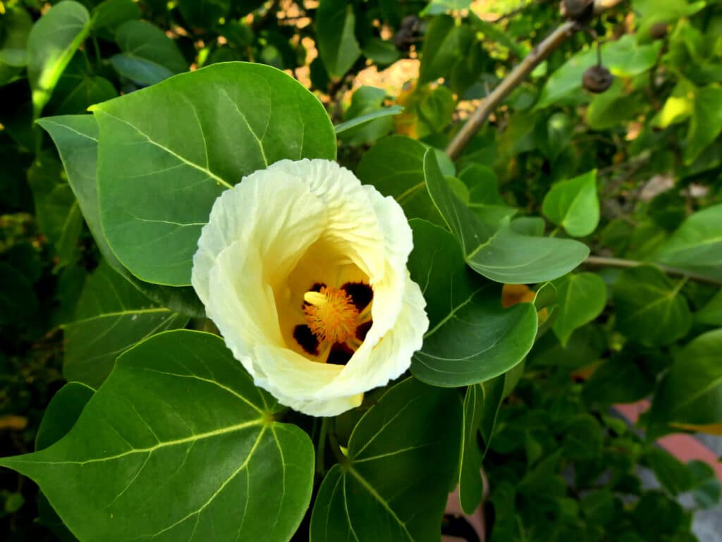 Portia Tree