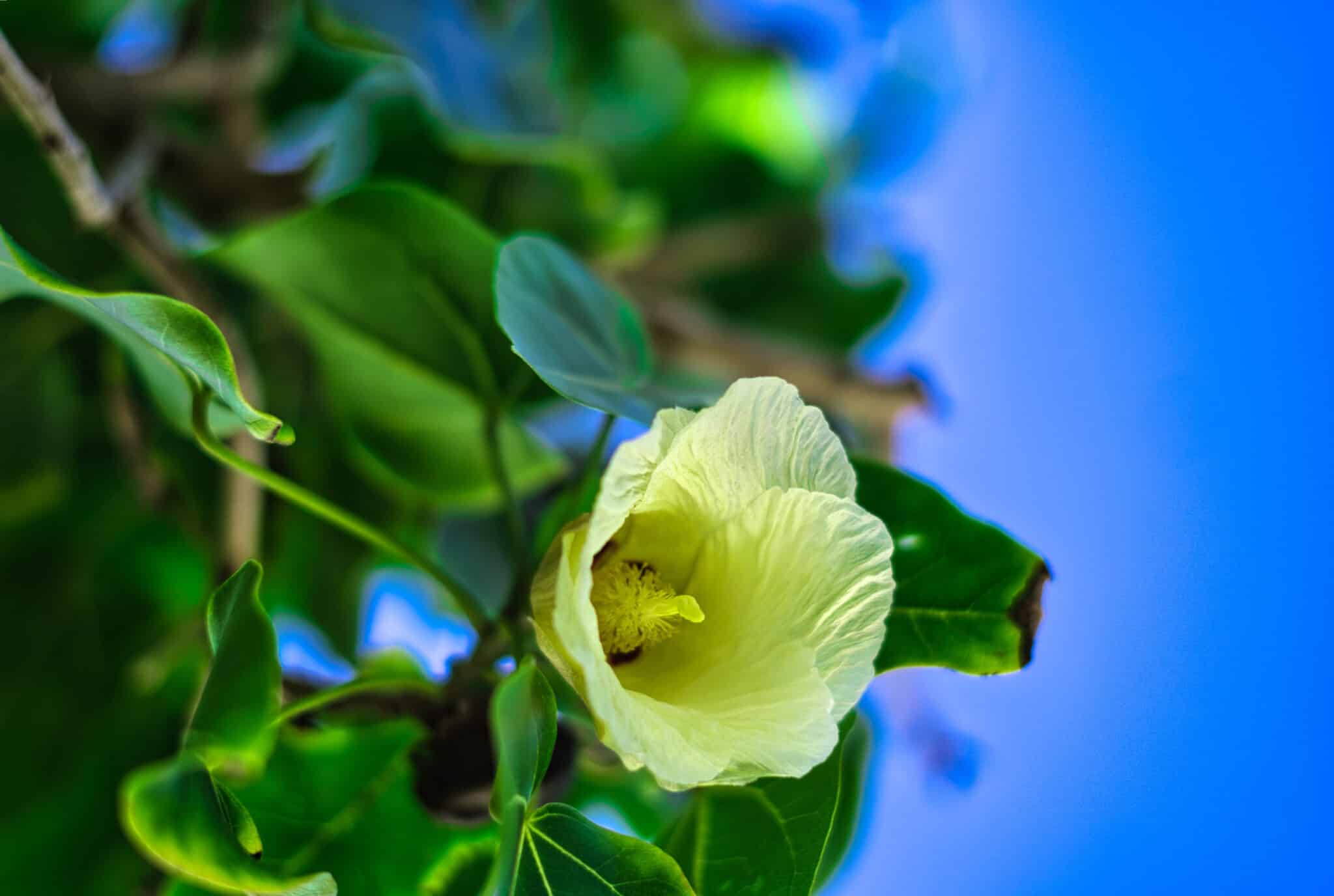 Portia Tree (Thespesia populnea) 