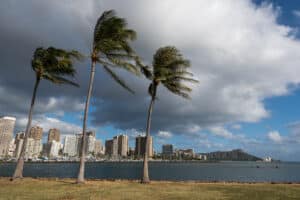 Young Trees During Honolulu’s Storm Season.
