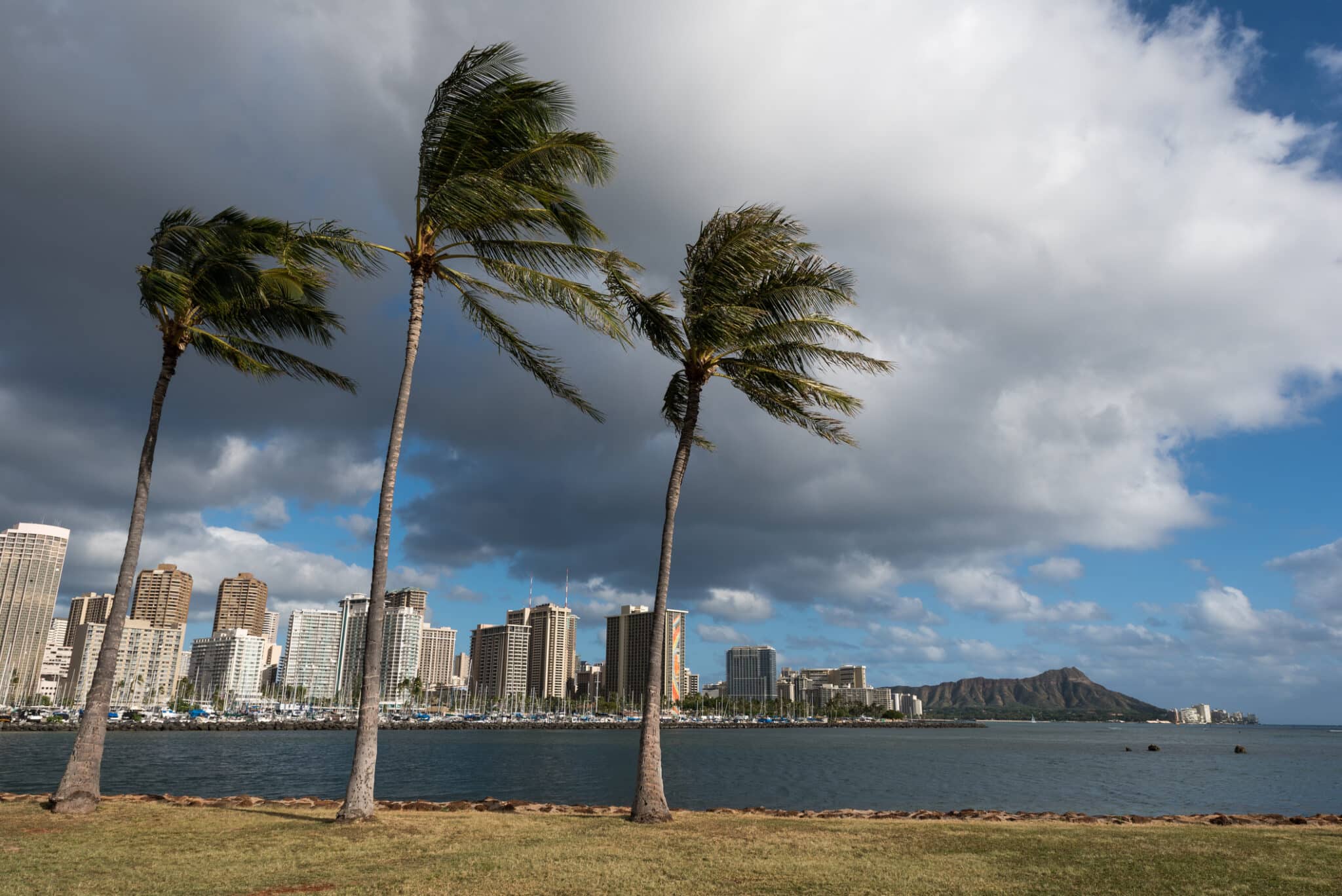 Tree Branches, Young Trees During Honolulu’s Storm Season.