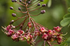 Uhiuhi tree