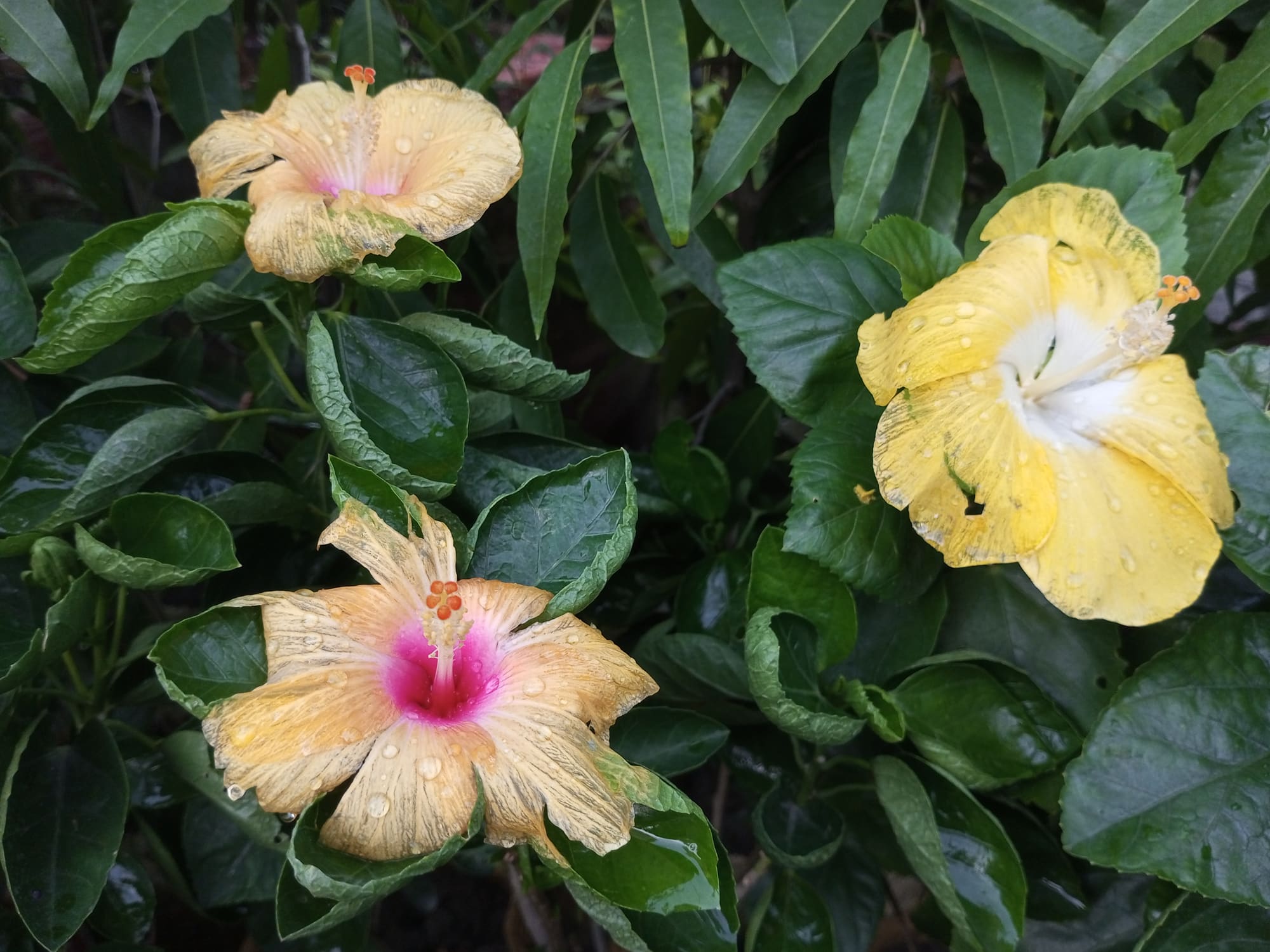 Hibiscus