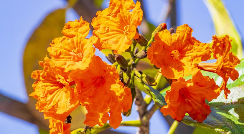 Kou – Cordia subcordata