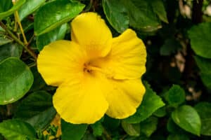 Ma’o Hau Hele – Hibiscus