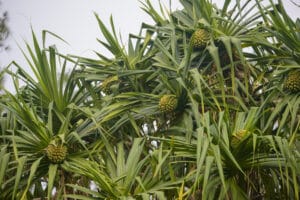 Pandanus – Pandanus tectorius