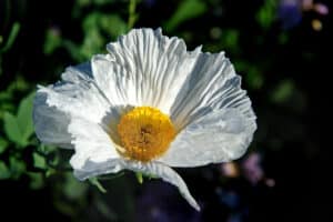 Pua Kala – Hawaiian Poppy