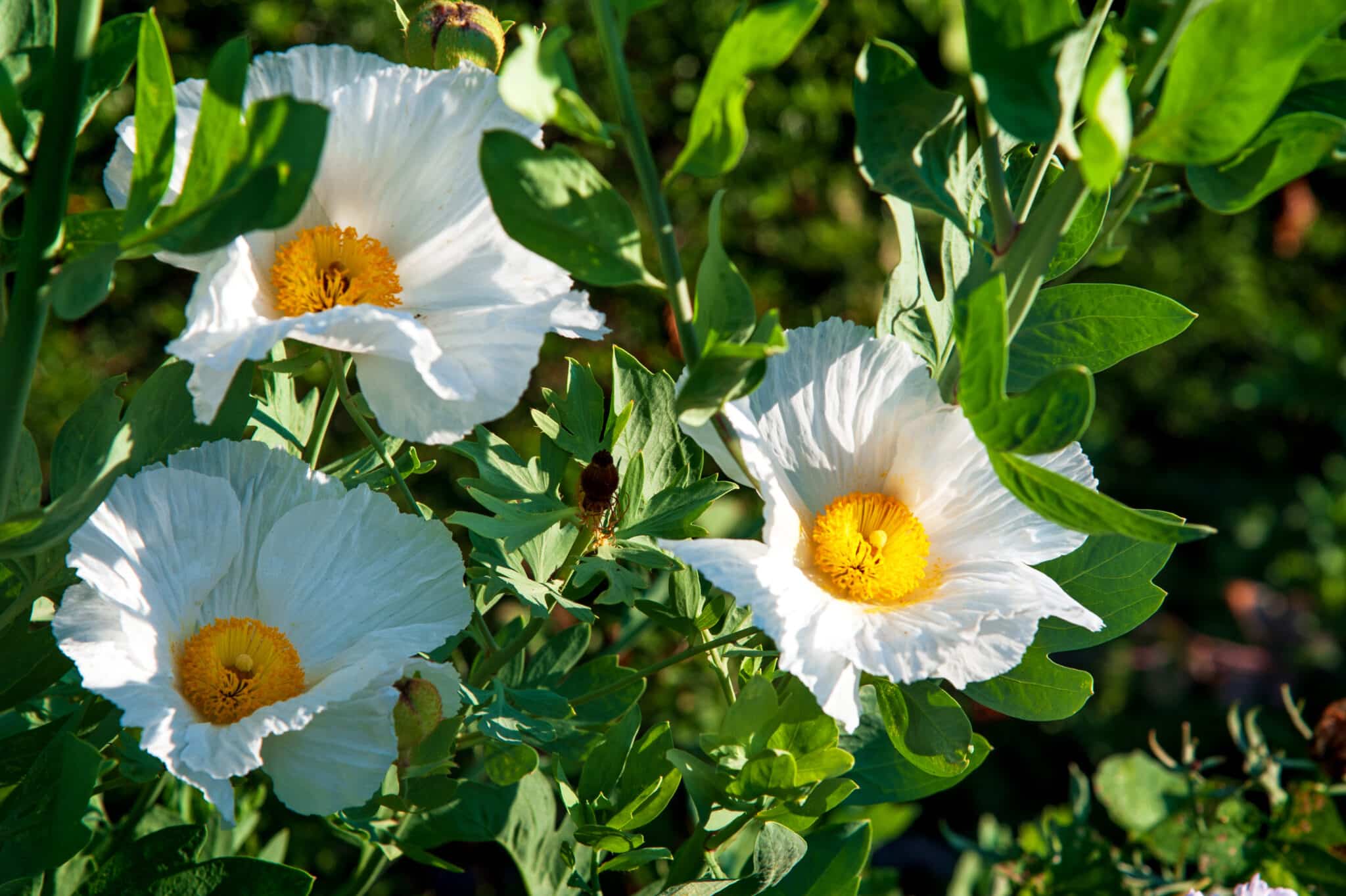 Pua Kala – Hawaiian Poppy