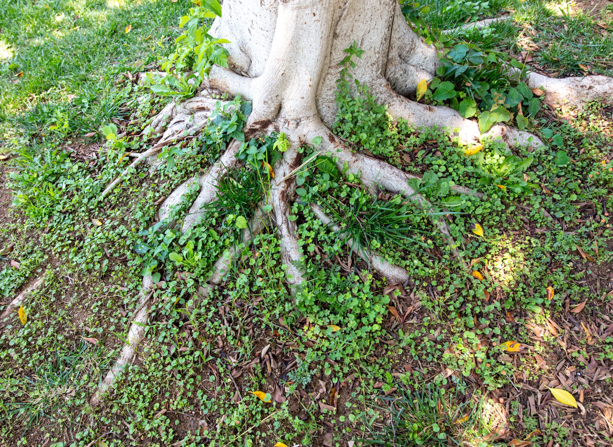 Tree Root Systems