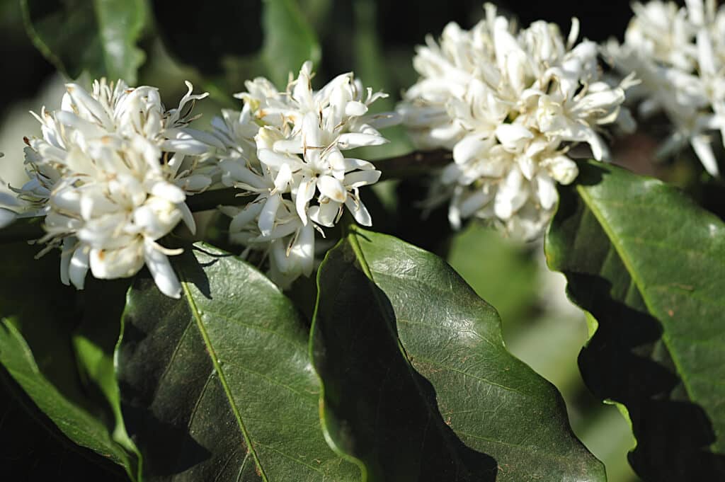 Alahe'e – Psydrax odorata 
