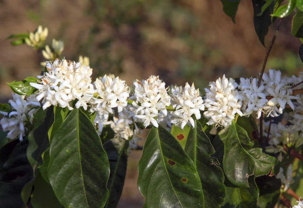 Alahe'e – Psydrax odorata 