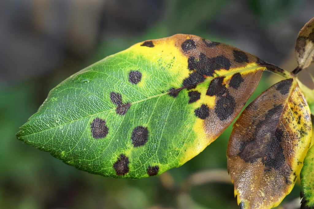 Alahe'e – Psydrax odorata 