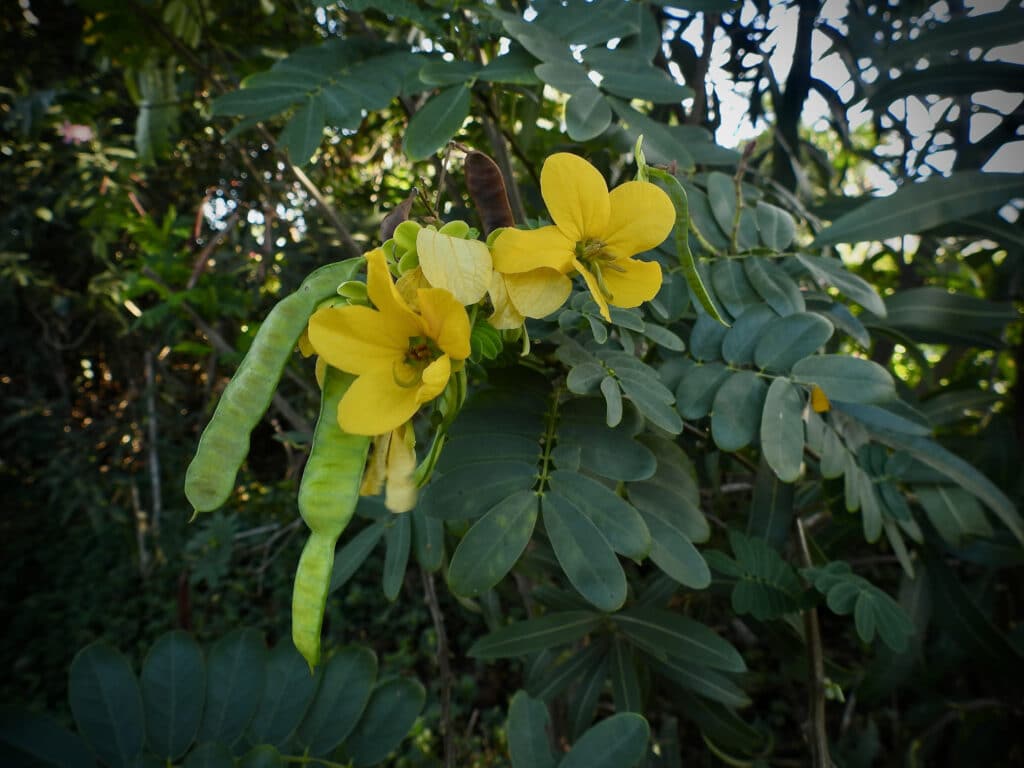 Māmane – Sophora chrysophylla 