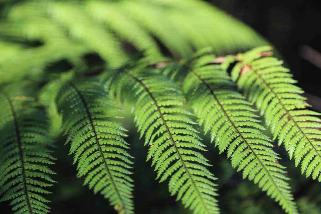 Palapalai Fern – Microlepia strigosa 