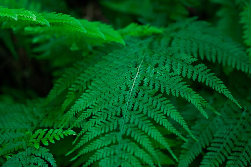 Palapalai Fern – Microlepia strigosa 