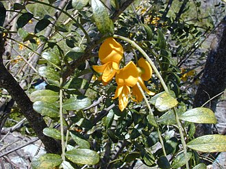 sophora chrysophylla