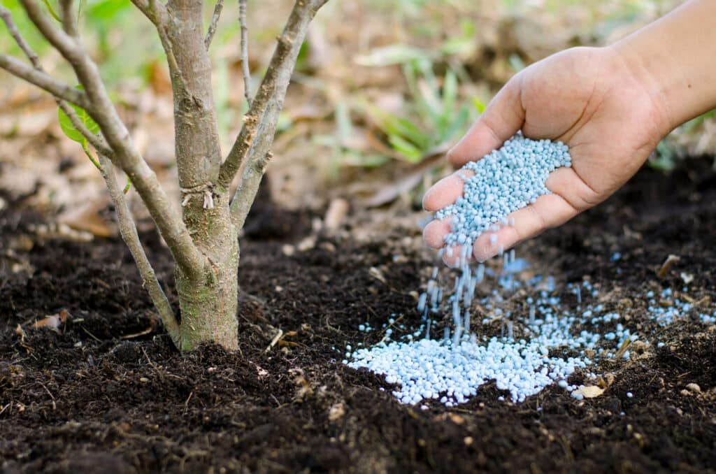 Farmer Hand Giving Tree Fertilization.